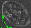 example cell