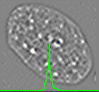 example cell