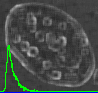 example cell