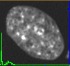 example cell