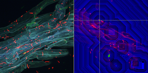 Rhizosphere in fluorescence